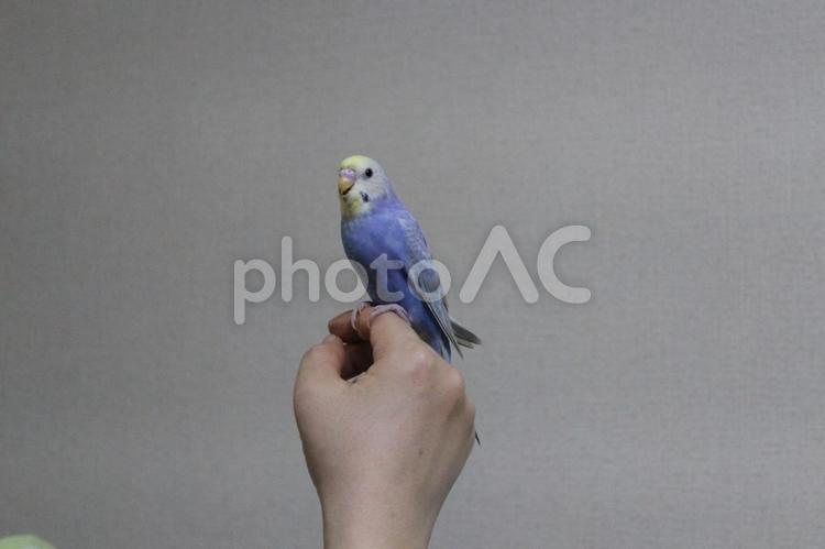 手乗りセキセイインコ かわいい,ひな鳥,インコの写真素材