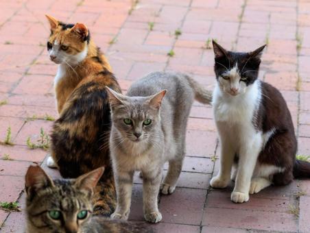 海の公園に居る野良猫達です。 海の公園に居る野良猫達です。の写真