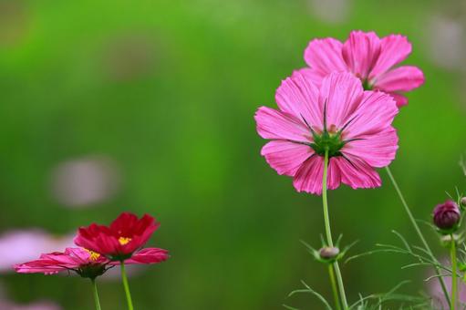 後ろ姿の綺麗なコスモス コスモス,花,秋の写真素材