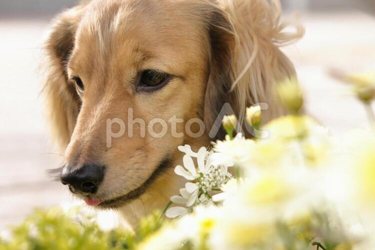 犬と花　横向き　手前に花 犬,ダックスフンド,花壇の写真素材