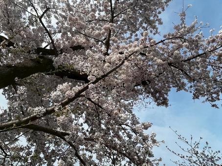 桜 桜の写真
