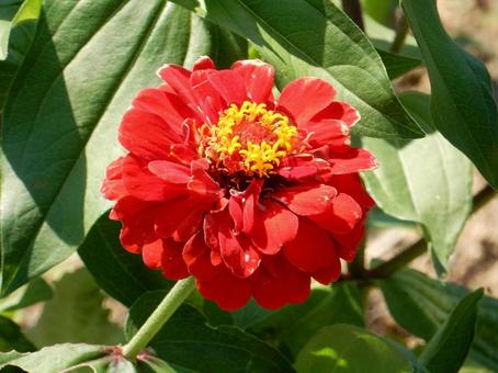 [Flower photo] Zinnia elegans, JPG