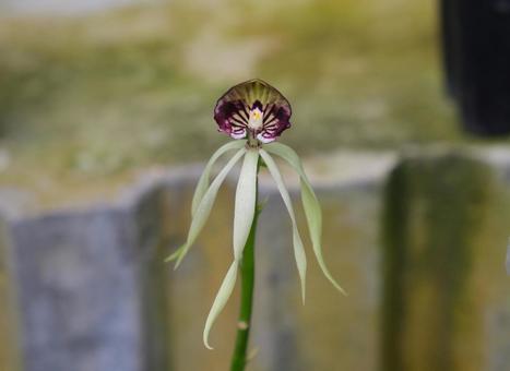 原種ラン　エンシクリア・コクレアタ エンシクリア・コクレアタ,原種ラン,蘭の写真素材