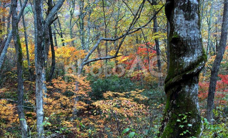 信州の秋11 紅葉,もみじ,モミジの写真素材
