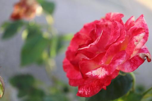 バラ園に咲く赤い色の薔薇を撮りました バラ園に咲く赤い色の薔薇を撮りましたの写真