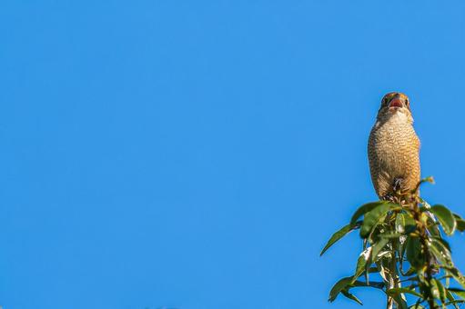 枝にとまるモズ・百舌鳥・コピースペース モズ,百舌鳥,野鳥の写真素材