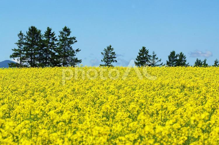 鮮やかな菜の花畑 菜の花畑,旅行,夏の写真素材