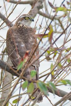 川辺の木に留まるハイタカ幼鳥、縦位置 ハイタカ,鷂,灰鷹の写真素材