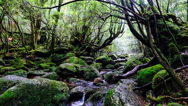 水が綺麗な白谷雲水峡 白谷雲水峡,風景,植物の写真素材