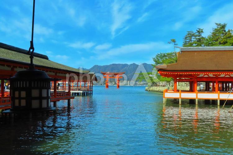 改修工事終了後の日本三景安芸の宮島大鳥居 宮島,厳島神社,大鳥居の写真素材