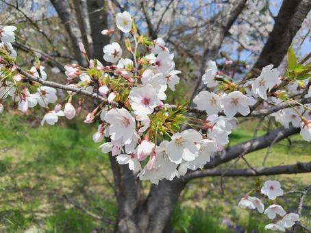 桜 桜 花,自然,春の写真素材