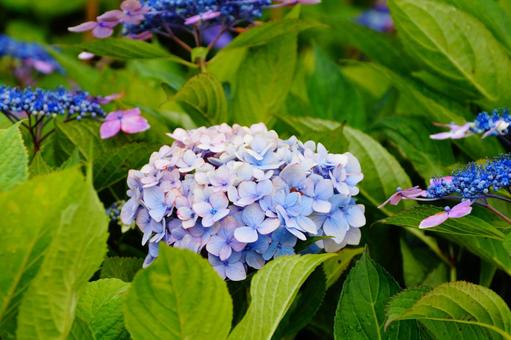 アジサイの花 アジサイの花の写真