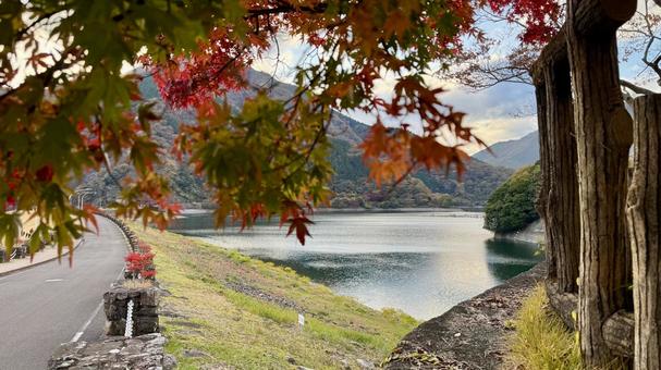 緑と赤1 紅葉,秋,色付きの写真素材