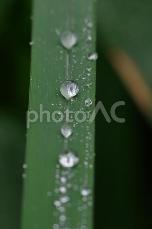 雨上がりに葉っぱにしずくが付いている 雨上がり,しずく,粒の写真素材