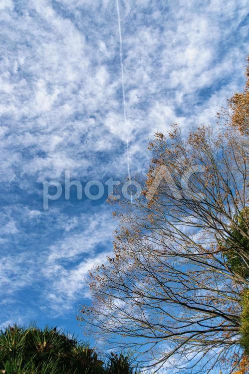 公園の冬の青空の飛行機雲 冬の空,飛行機雲,雲の写真素材