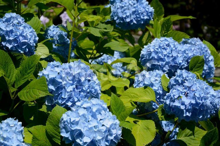 青いあじさいの風景 あじさい,アジサイ,紫陽花の写真素材