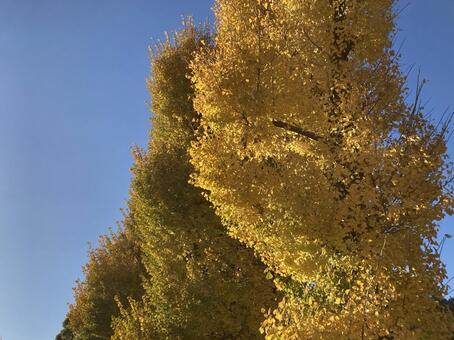 イチョウ イチョウ,銀杏,木の写真素材