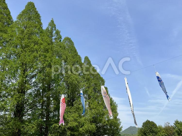 鯉のぼりと青空 鯉のぼり,空,青空の写真素材