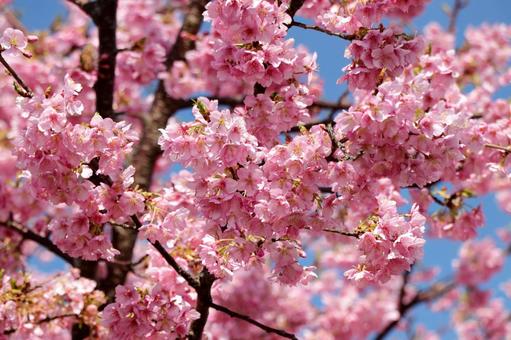 春爛漫、桜のトンネルの写真