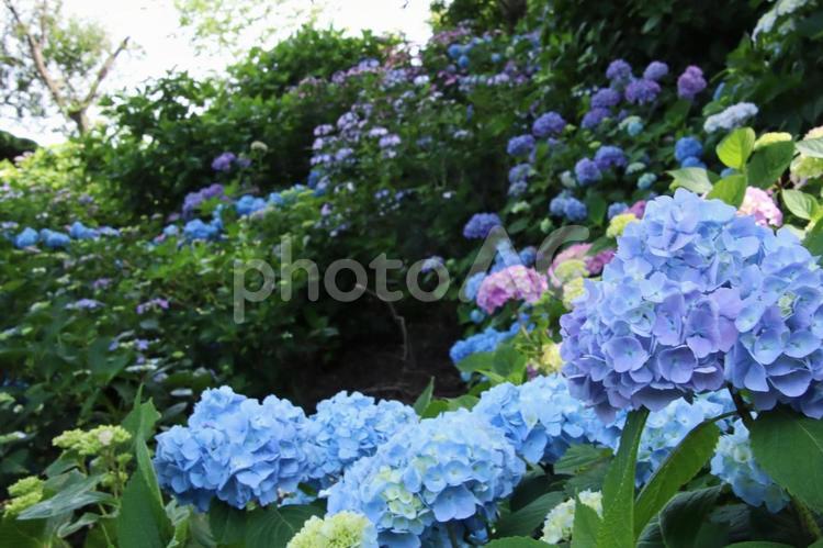 梅雨や紫陽花のイメージ あじさい,紫陽花,梅雨の写真素材