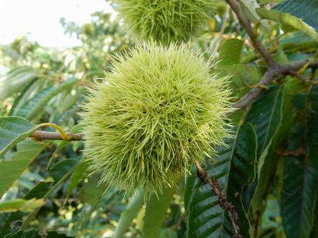 【植物写真】イガグリ(毬栗) 【植物写真】イガグリ(毬栗)の写真