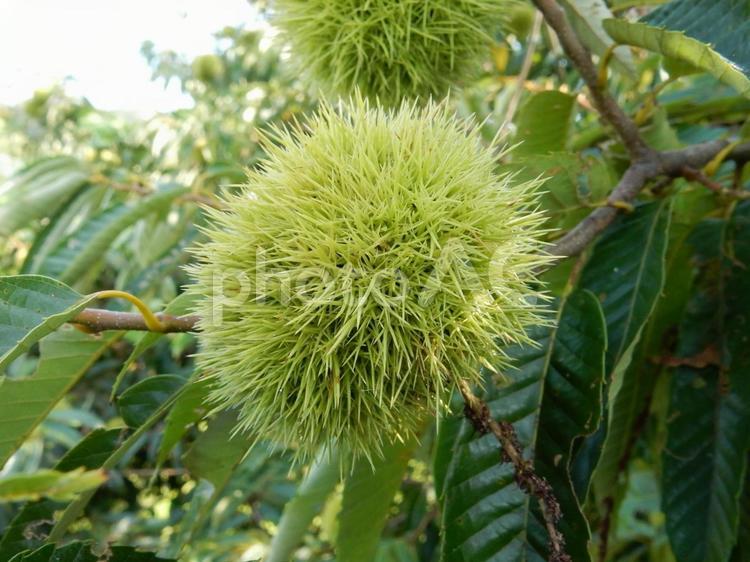 【植物写真】イガグリ（毬栗） イガグリ,毬栗,自然の写真素材