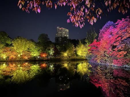 中島公園の夜景シリーズ08 紅葉,もみじ,池の写真素材