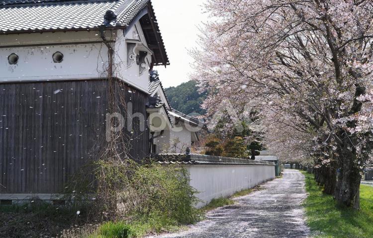 散り染めの桜堤 桜,桜堤,花弁の写真素材