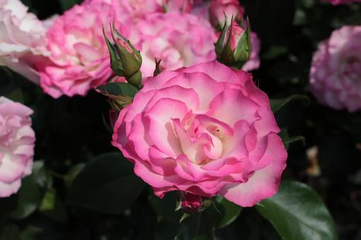 Rose, JPG