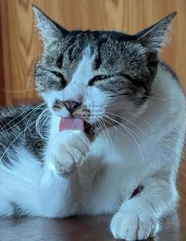 ねこ ぺろぺろ ねこ ぺろぺろの写真