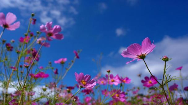 コスモス畑と空の写真