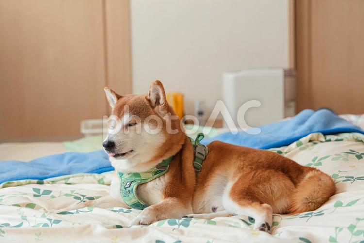 布団の上でまったりくつろぐ柴犬 柴犬,しばいぬ,日本犬の写真素材