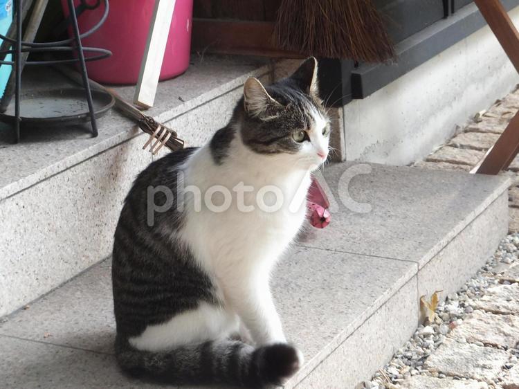 じっと見つめる猫６ ねこ,猫の写真素材