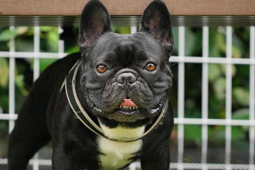French bulldog under the bench, JPG