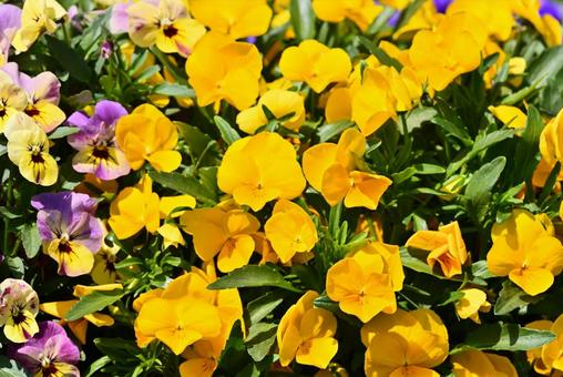 カラフルなパンジーの花 カラフルなパンジーの花の写真