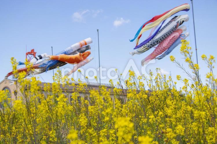 菜の花とこいのぼり 菜の花とこいのぼり,菜の花,こいのぼりの写真素材