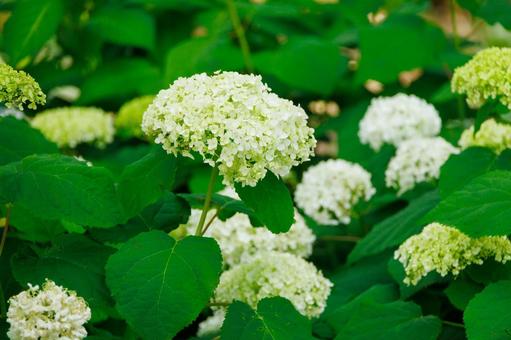 梅雨の晴れ間に咲く白い紫陽花 梅雨の晴れ間に咲く白い紫陽花 紫陽花,あじさい,アジサイの写真素材