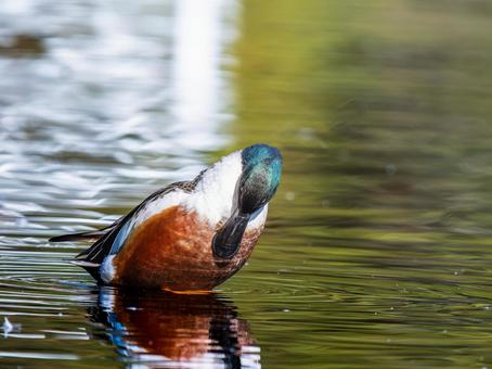 Northern Shoveler, Ducks and Wild Ducks at the Waterfront, JPG