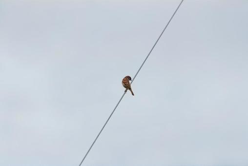A sparrow perched on a power line looking around, JPG A sparrow perched on a power line looking around, JPG