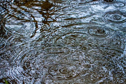 雨の日の水の波紋 雨の日の水の波紋の写真