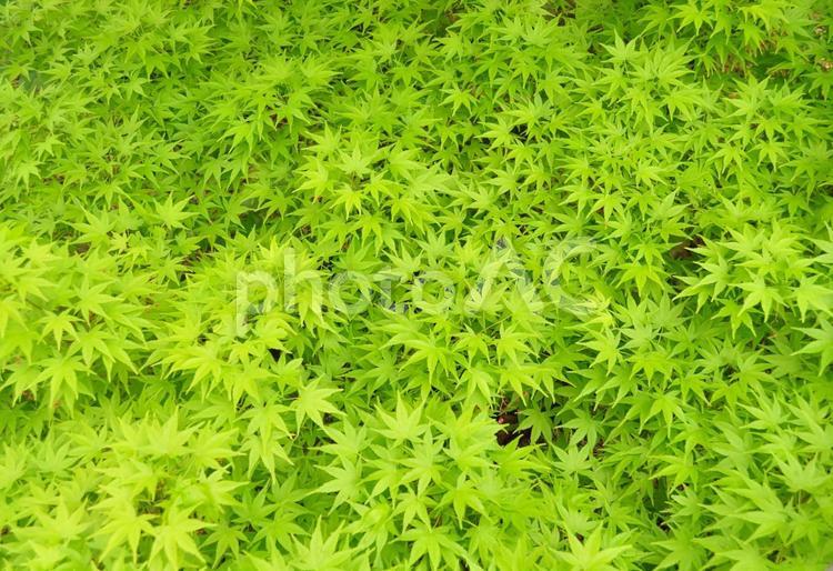 緑の葉のもみじ もみじ,緑の葉,一面の写真素材