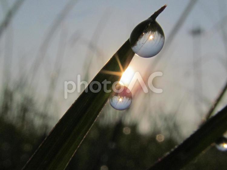 水滴と緑の葉と朝の光 水滴,しずく,雨の写真素材