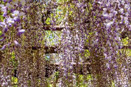 Photo, wisteria of honehata, nagaizumi temple, wisteria trellis, 