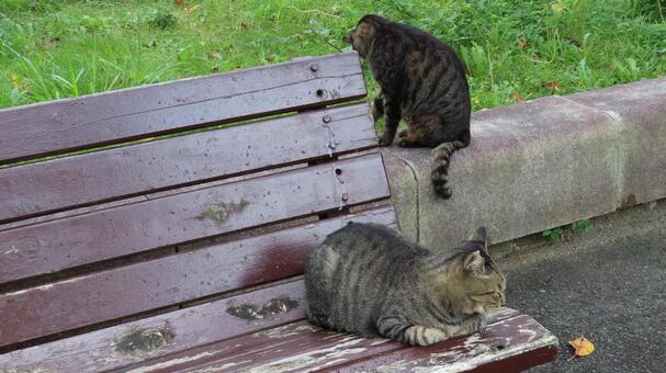 それぞれに寛ぐもふもふな猫様たち 猫,キジトラ,仲間の写真素材