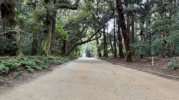 山道 山道 鹿島神宮,散歩,散歩道の写真素材