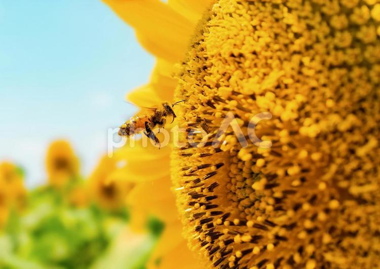ひまわりと蜜蜂　2849 ひまわり,蜜蜂,ミツバチの写真素材