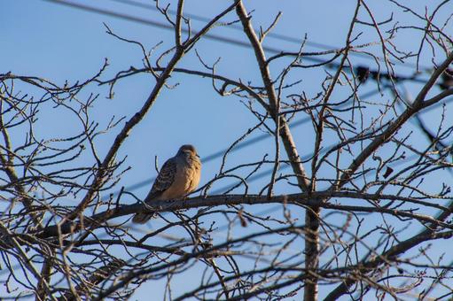 枯れ木に停まるヒヨドリ ヒヨドリ,鳥,バードウォッチングの写真素材