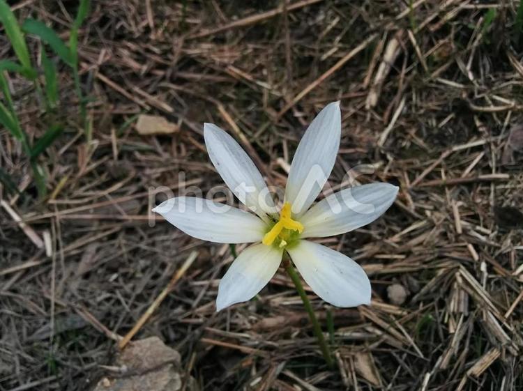 花　ゼフィランサス　レインリリー　玉簾　タマスダレ　清純な愛　潔白の愛　清い愛　3 秋,夏,ゼフィランサスの写真素材