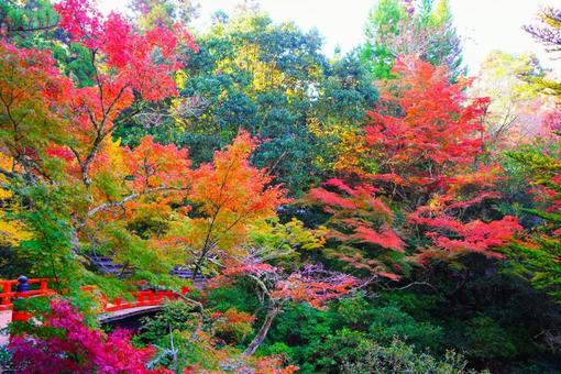 日本三景宮島紅葉谷公園の紅葉 宮島,廿日市市,厳島の写真素材