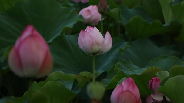 蓮 [無加工]版 縦横16:9 ピンク,無修正,無加工の写真素材